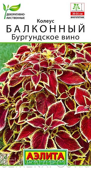 Колеус Бургундское вино