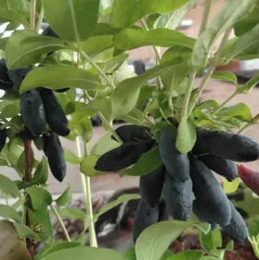 Жимолость Blue Palm