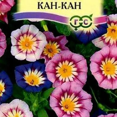 Вьюнок Канкан трехцветный