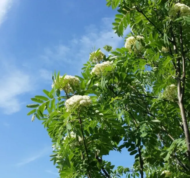 European Mountain Ash (Sorbus aucuparia)