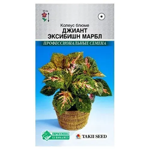 Колеус ДЖИАНТ ЭКСИБИШН МАРБЛ блюме