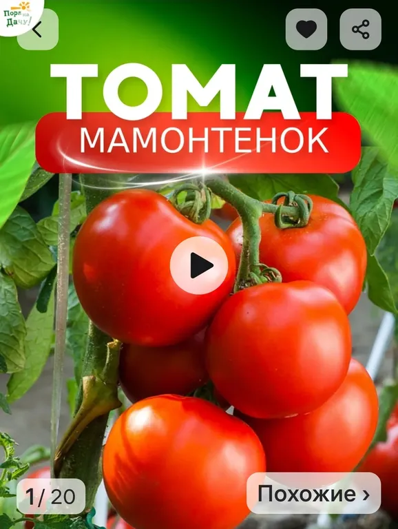 Томат Мамонтенок