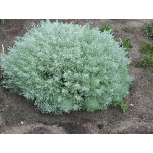 Artemisia schmidtiana Nana
