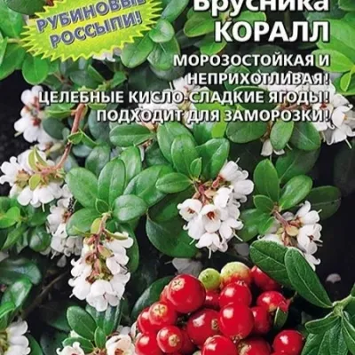 Брусника крупноплодная Коралл