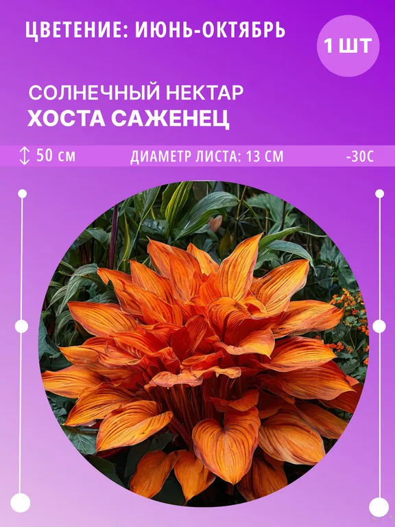 Солнечный нектар