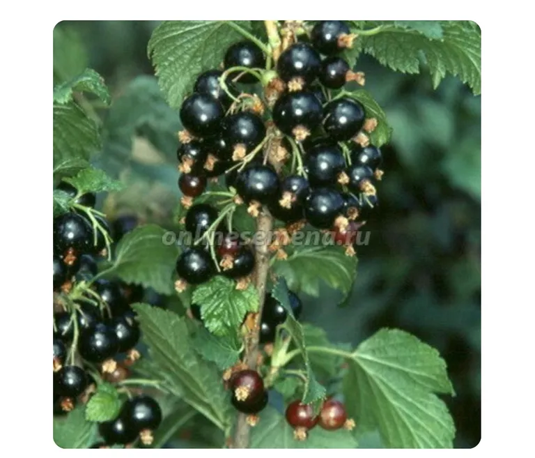 чёрная Перун