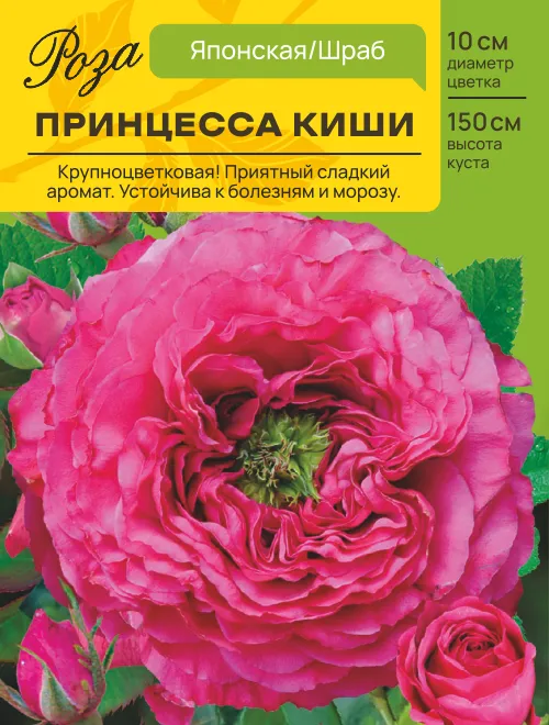 Роза японская Принцесса Киши  