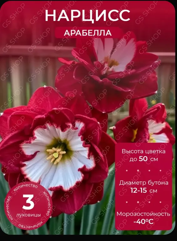 Арабелла