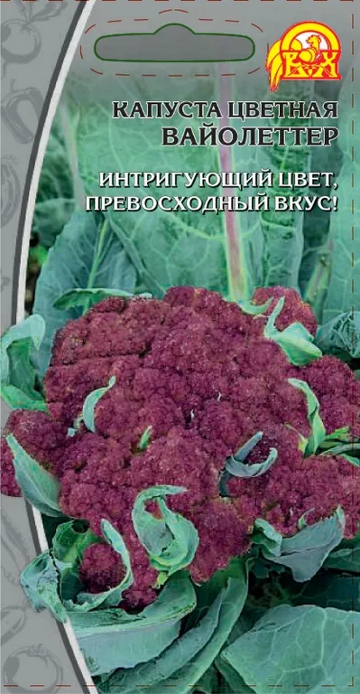 Капуста цветная Вайолеттер