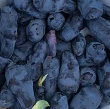 Жимолость Северное чудовище (Бореал Бист)