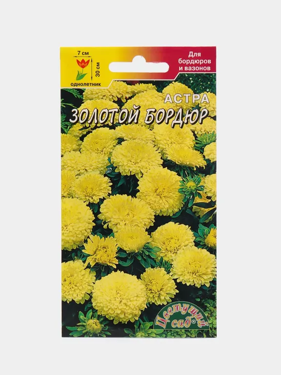 Астра Золотой бордюр