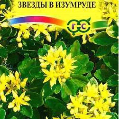 Очиток (седум) Сельского Звезды в изумруде