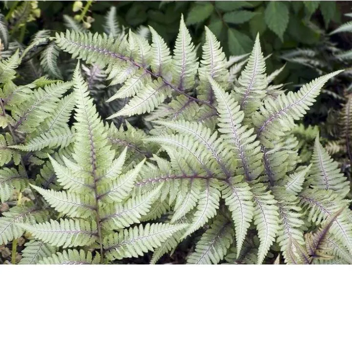 Кочедыжник