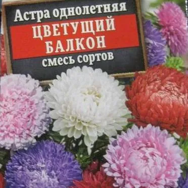 Астра Цветущий балкон