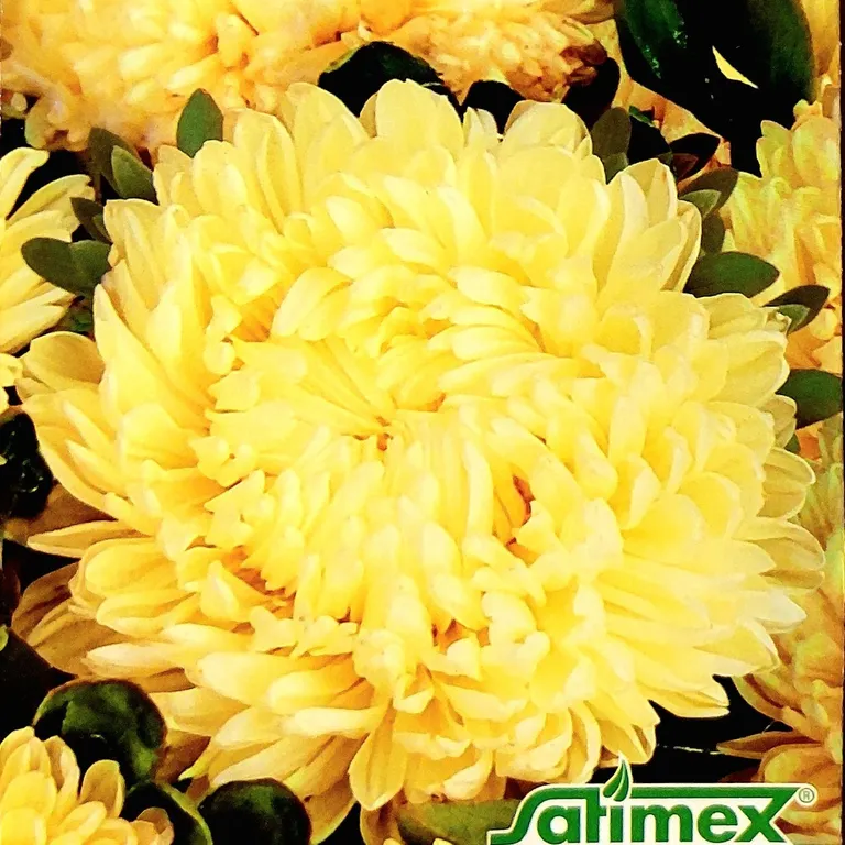 Астра Хризантелла Лимонный восторг