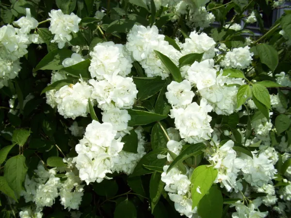 Чубушник Bouquet Blane