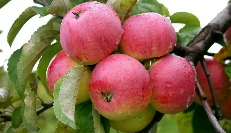 Яблоня Duchess of Oldenburg