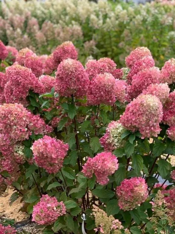 Гортензия метельчатая Краса Лесково