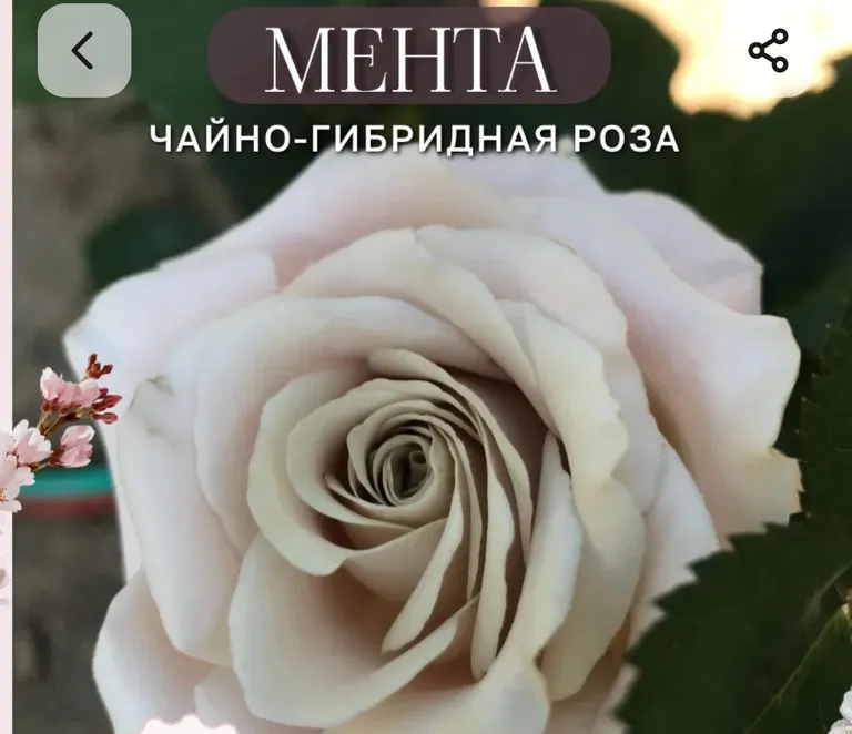 Роза чайно-гибридная Мента