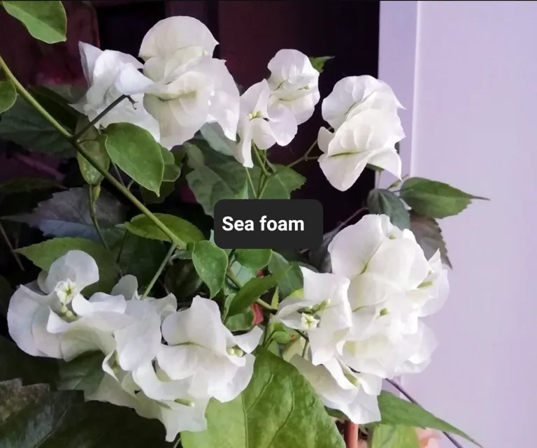 Бугенвиллия Sea foam