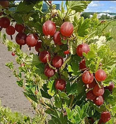 Крыжовник Hinnomaki red