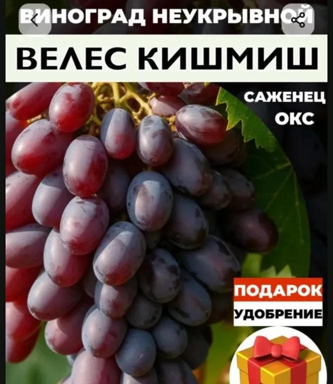 Виноград неукрывной Велес кишмиш