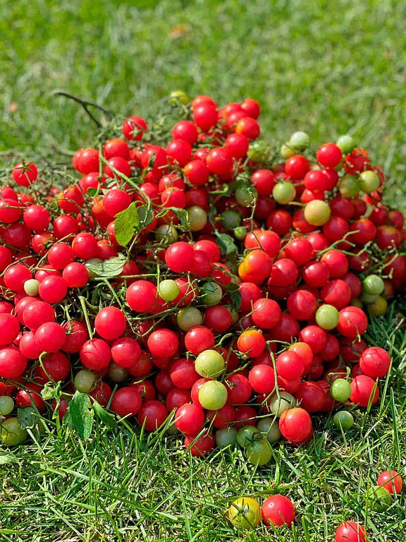 Черри Курабье