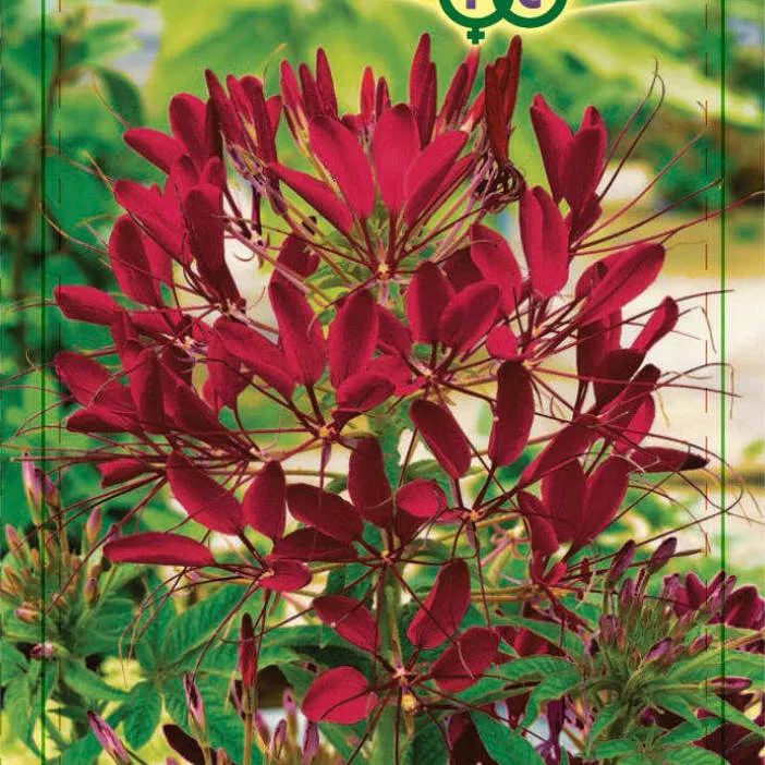 Клеома Вишнёвая королева