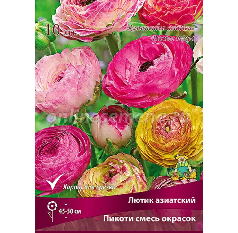 Лютик азиатский Пикоти (смесь)