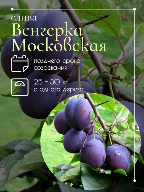 Слива Венгерка Московская