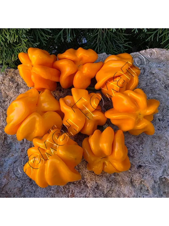 Перец сладкий Папачелло желтый