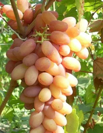 Виноград Афродита