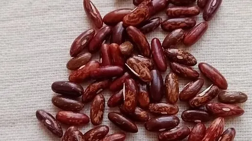 Фасоль Топ кроп