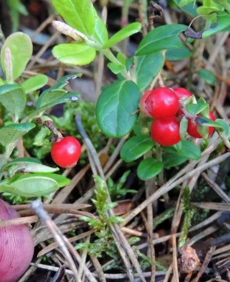 Брусника Ida