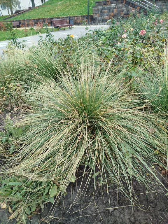 Овсяница сизая Лазурит