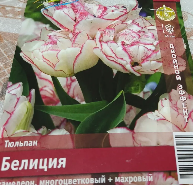 Тюльпан хамелеон, многоцветковый, махровый Белиция