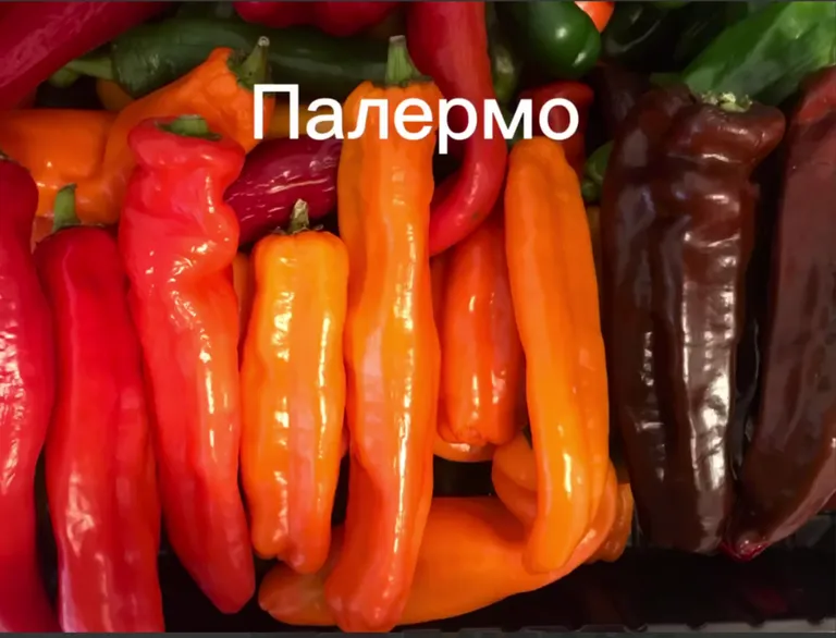 Перец сладкий Палермо Оранжевый F1