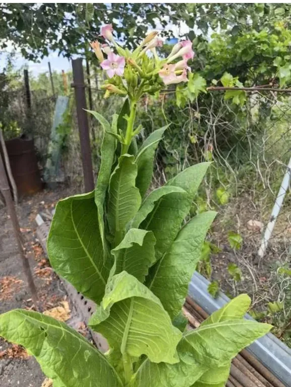 Табак курительный Герцеговина Флор