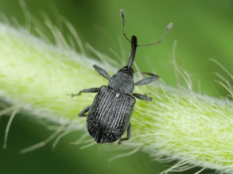 Малинно-земляничный долгоносик: когда жук размером 3 мм уничтожает 90% урожая.