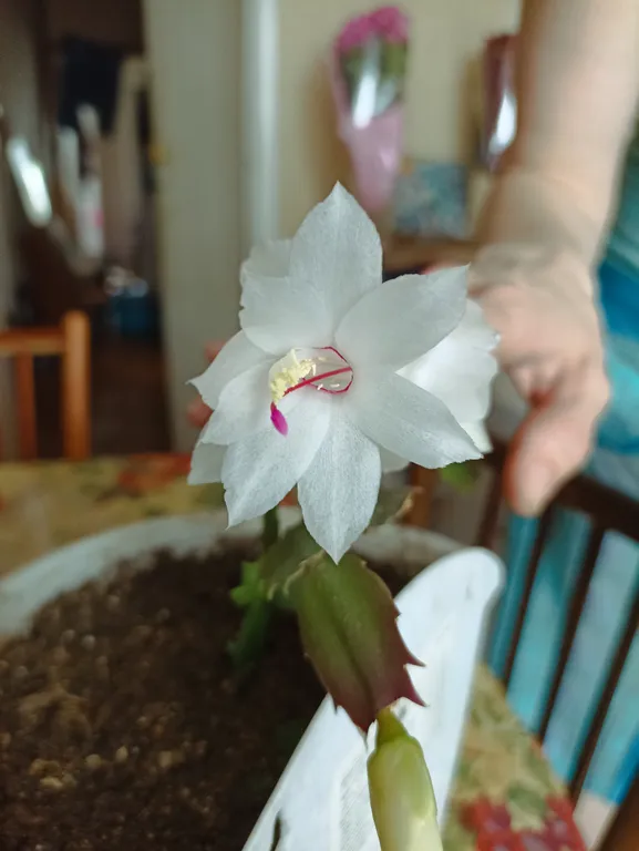 Декабрист, рождественский кактус, зигокактус (Шлюмбергера) 