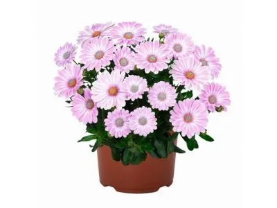 Остеоспермум Margarita Plus Zebra Pink