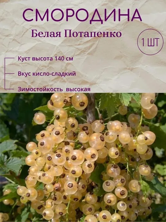 Белая Потапенко