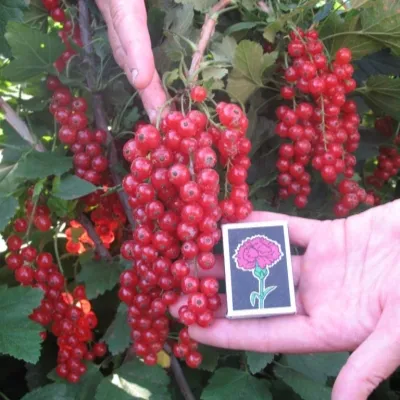 Смородина красная Святомихайловская