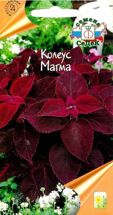 Колеус Магма