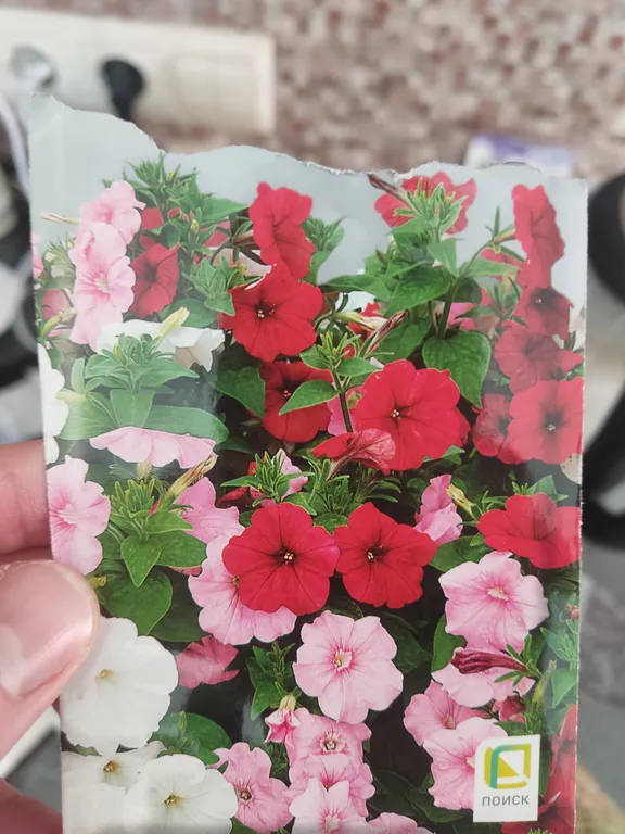 Петуния Летние кружева крупноцветковая, смесь окрасок