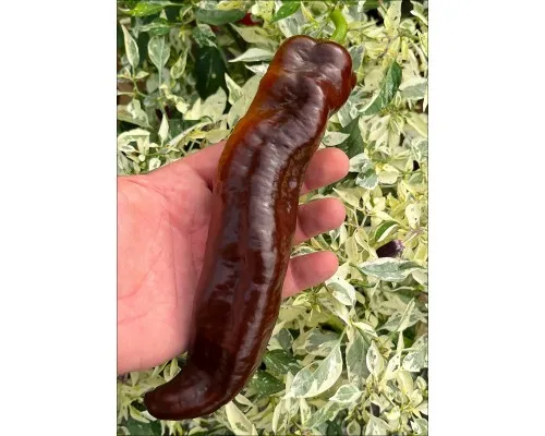 Перец Корно ди Торо шоколадный