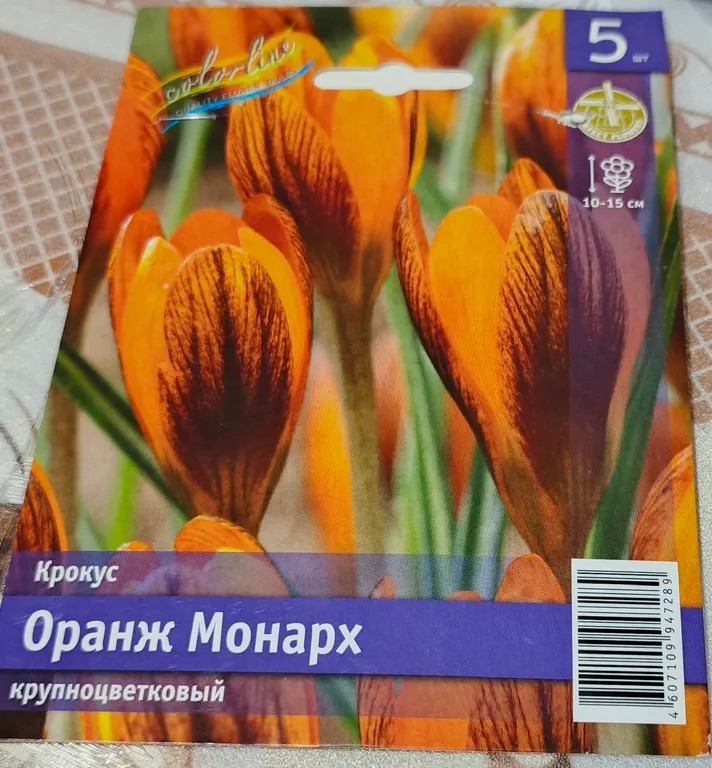 Крокус крупноцветковый Оранж Монарх
