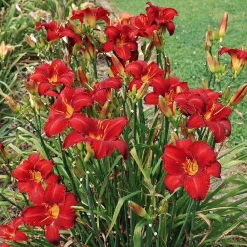 Лилейник Чикаго Апачи