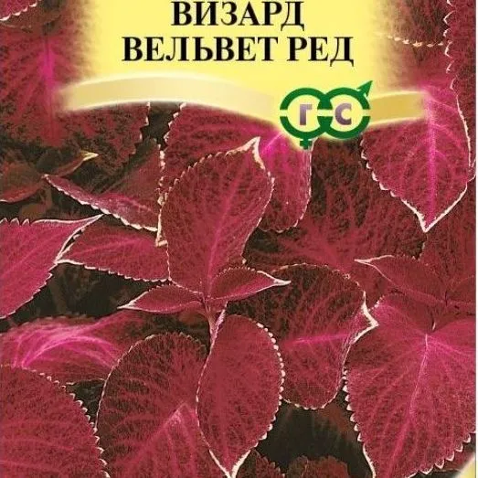 Колеус Блюме Визард вельвет ред