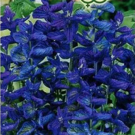 Сальвия горминовая Голубой монарх